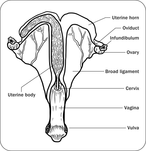 Diagramm mit Eierstöcken, Eileitern, Gebärmutter, Gebärmutterhals und Scheide